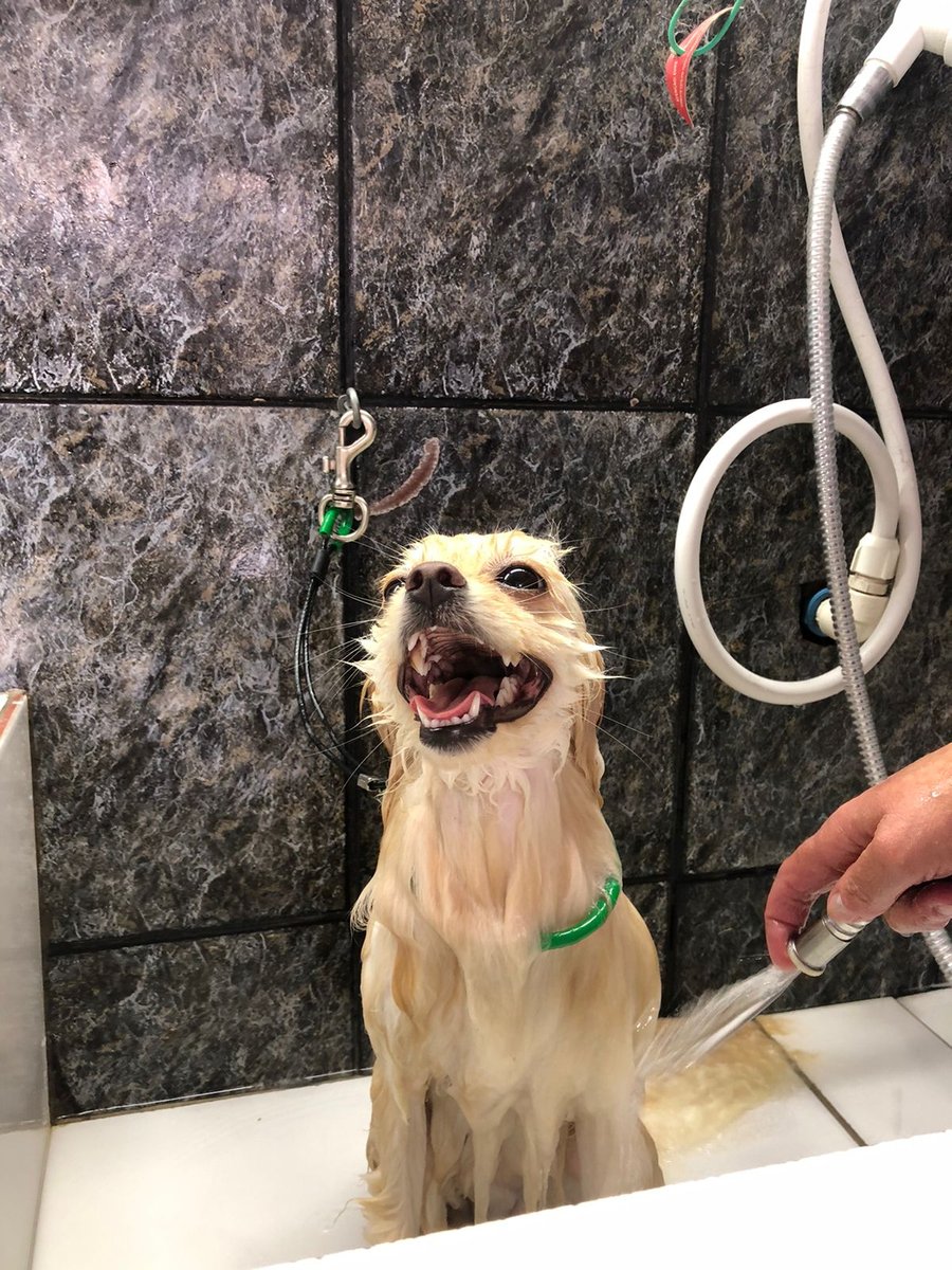 Casa de Ração Cão Feliz