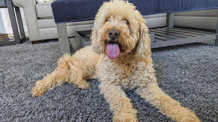 Scales Tails & Paws Pet Sitting & Dog Walking Westerville, OH