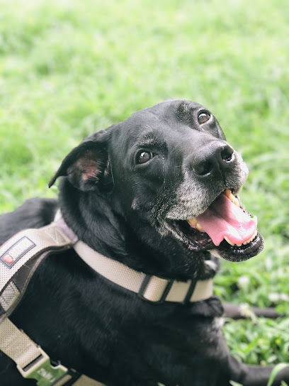 Pit Stop Pet Services