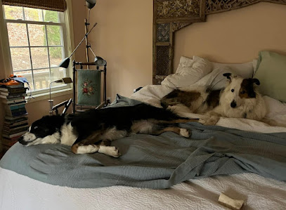 Fluffy & Frolic Pet Sitting and Dog Walking