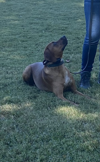 Blue Dog Pet Training