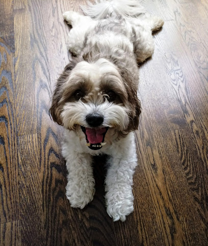 Rachel's Pet Sitting LLC