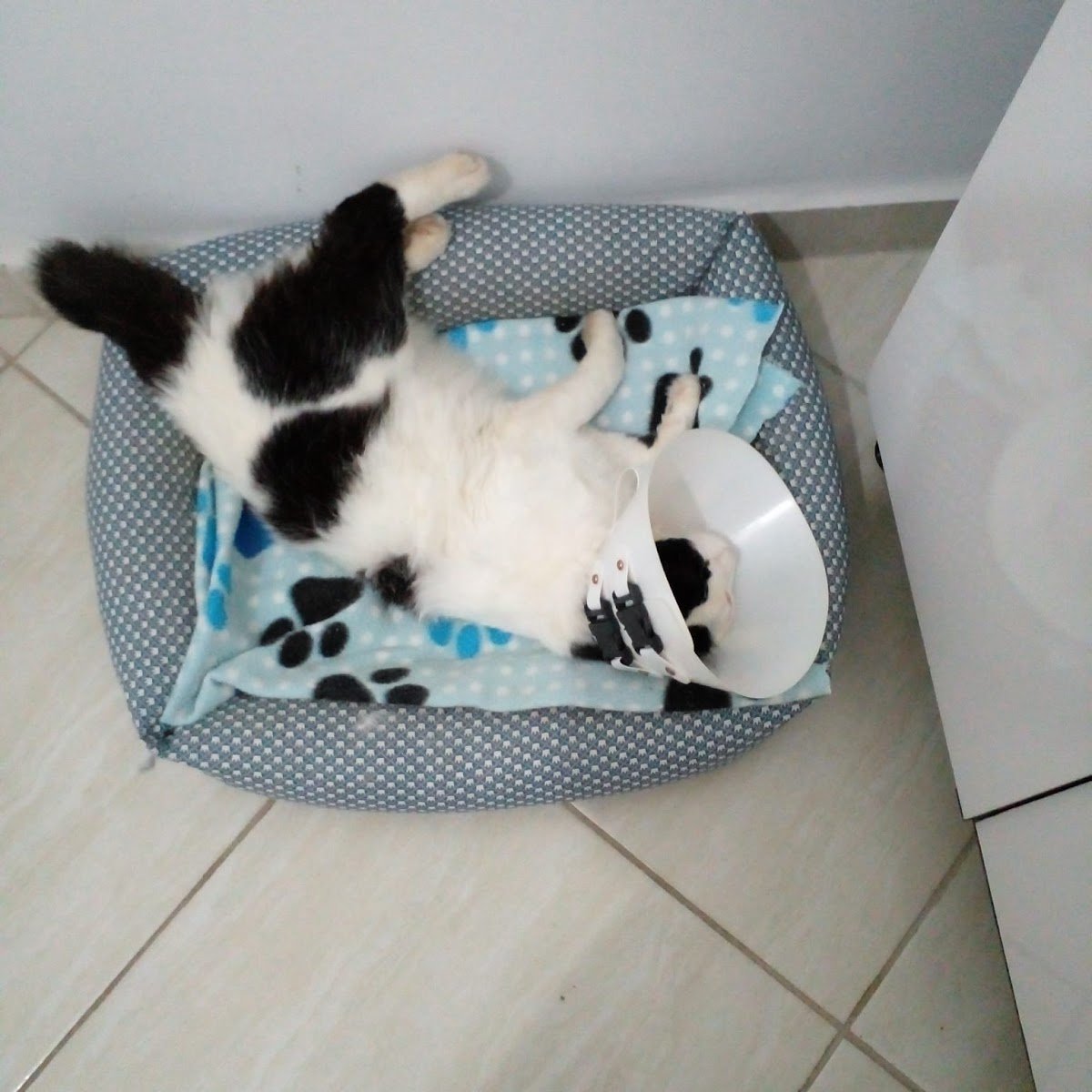 Amicão Clinica Veterinaria