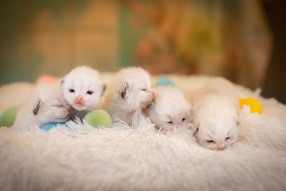 Ragdoll Kittens London