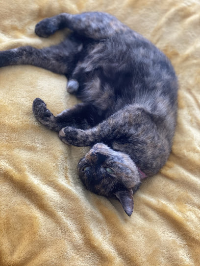 Purrrfect Paws Pet Hotel