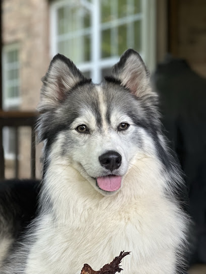 Animal People Dog Boarding & Day Care