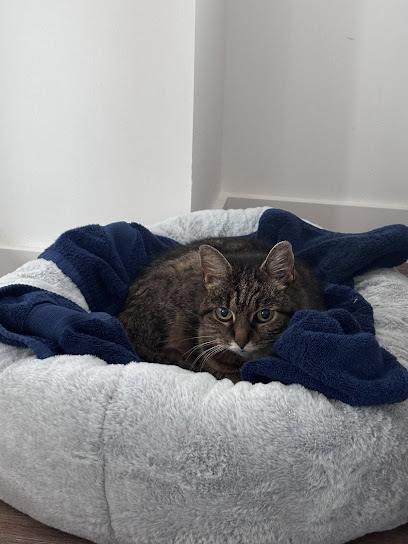 Kitty&Cuddle Cattery