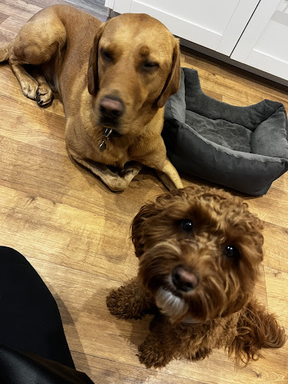 Ione's Trusted Dog Care