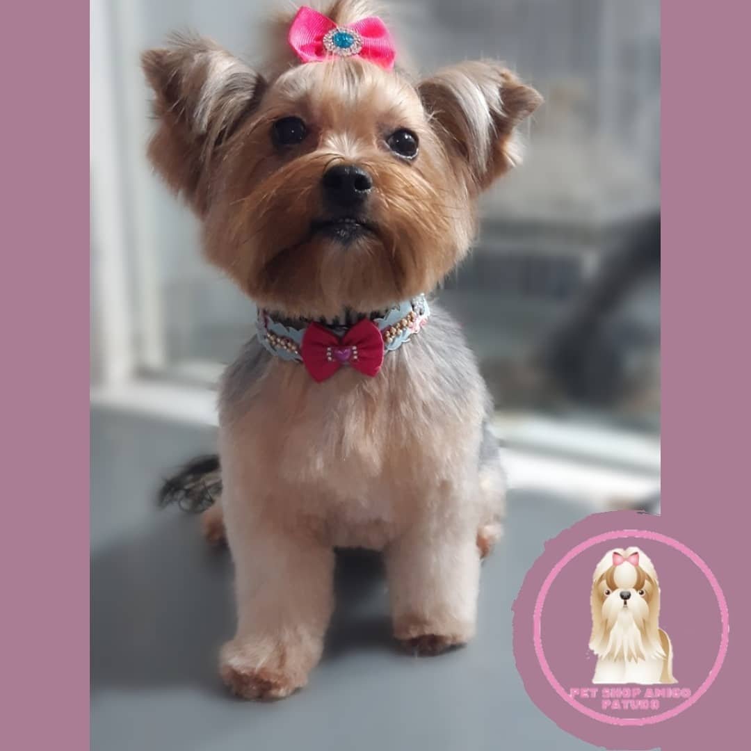 Agropet Amigo Patudo