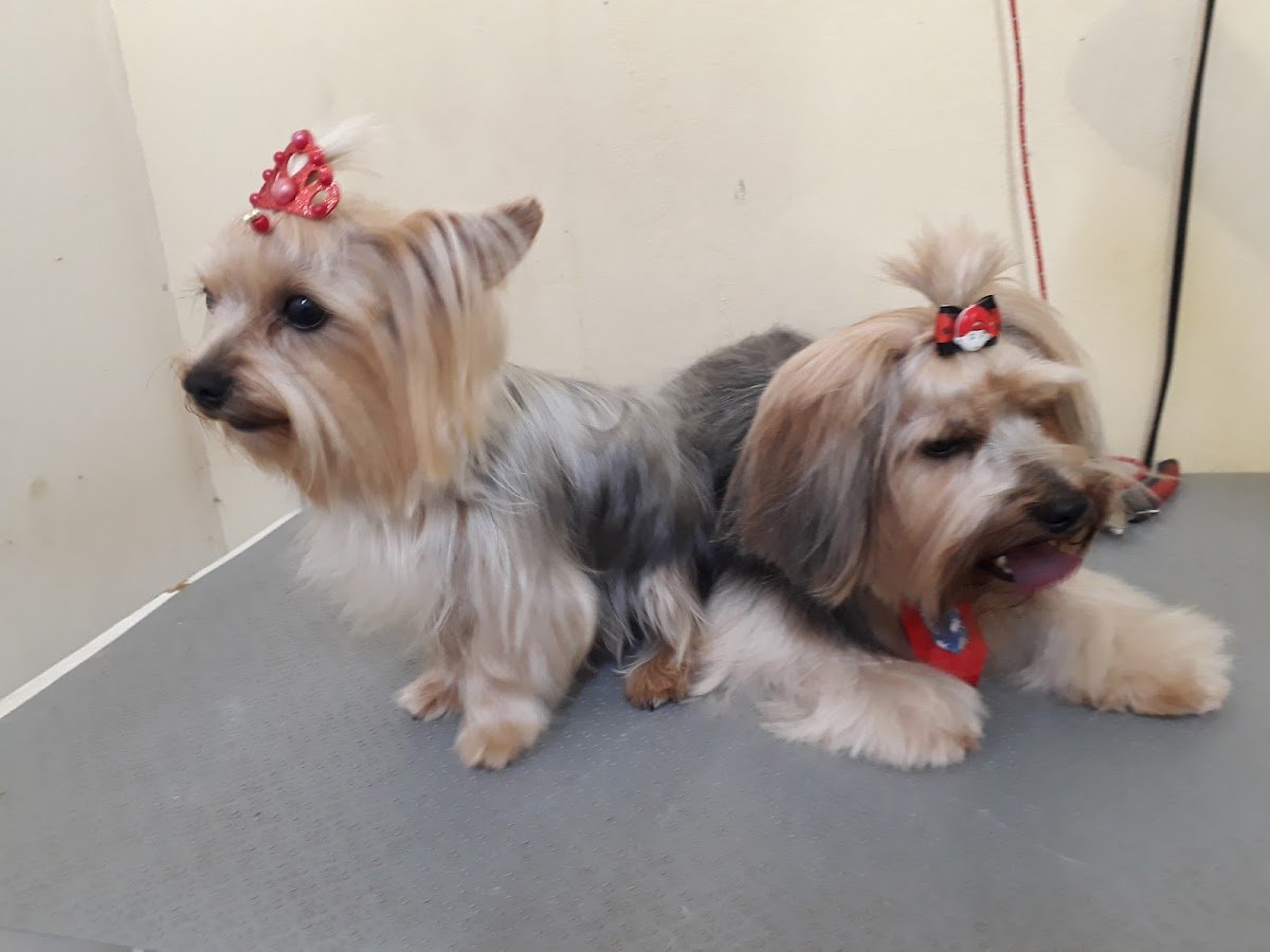 Bichos do Coração Pet Store