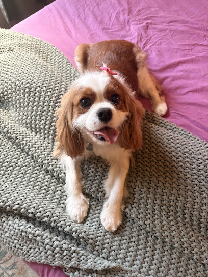 Pelusa Pet Grooming, Ballantyne, Charlotte NC