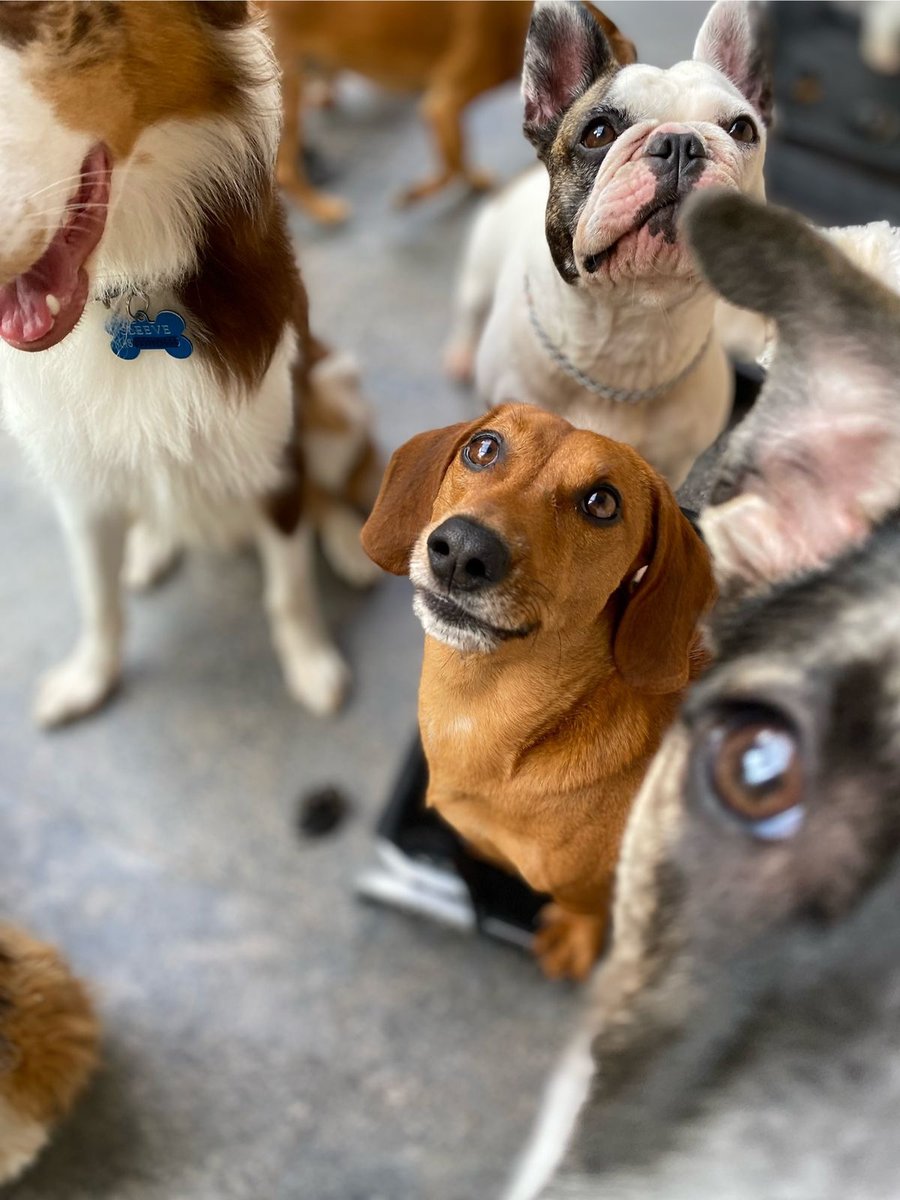 Casa do Cao Pet Shop Limitada M