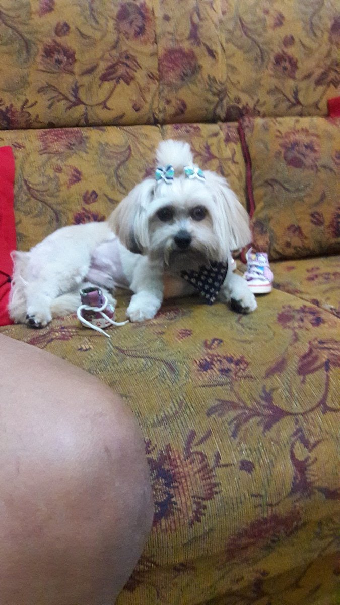 Pet Shop amigas Pra Cachorro