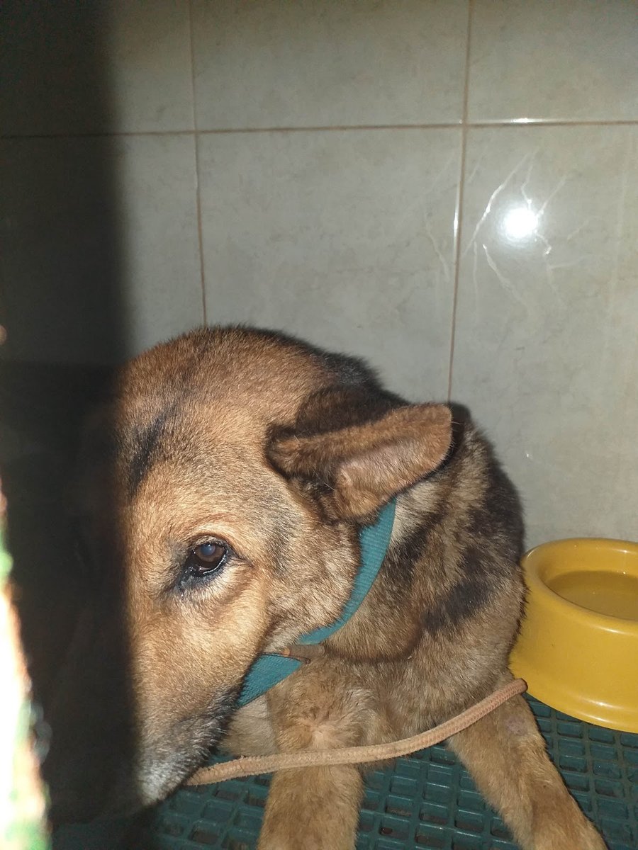 Veterinária São Francisco de assis ltda