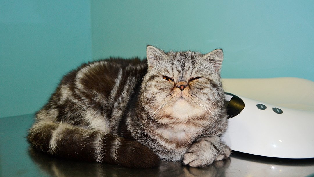 Clínica Veterinària Grimm (VETERALIA)