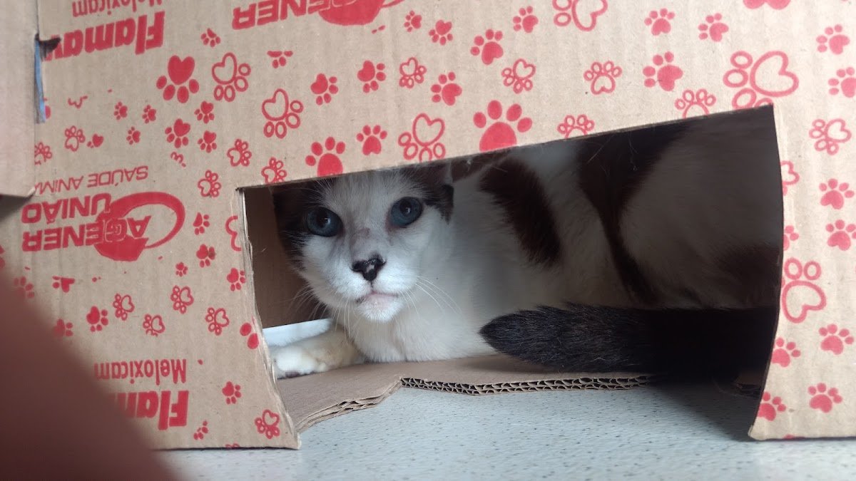 Bom Prá Cachorro Serviços Veterinários