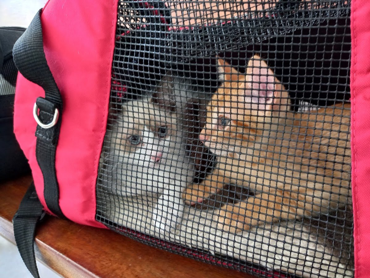 Patas de Anjo Clínica Veterinária