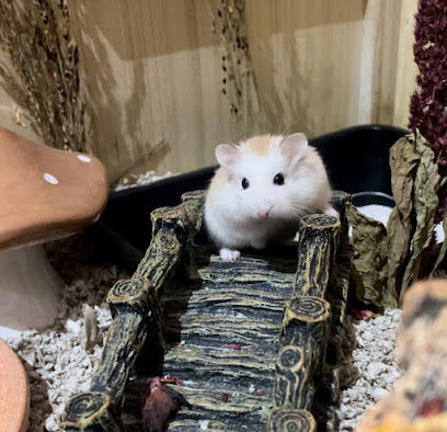 India’s Hamster Rescue