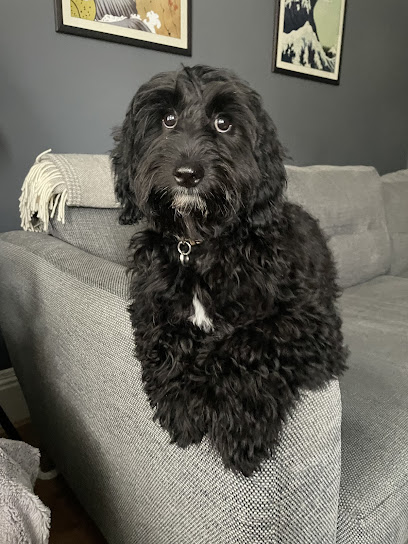 Canine Hairline Dog Grooming