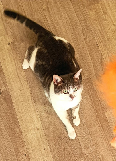 Sit Feline Fine - Cat Sitting Service