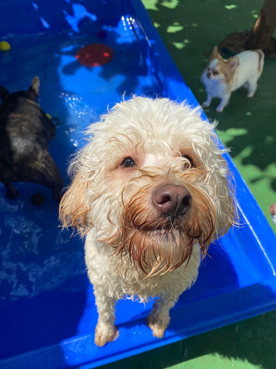 Pet Joy - Creche Canina