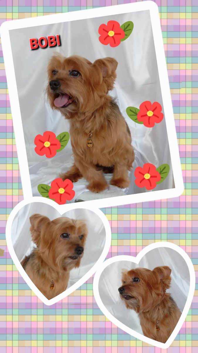 Cia dos Bichinhos Pet Shop