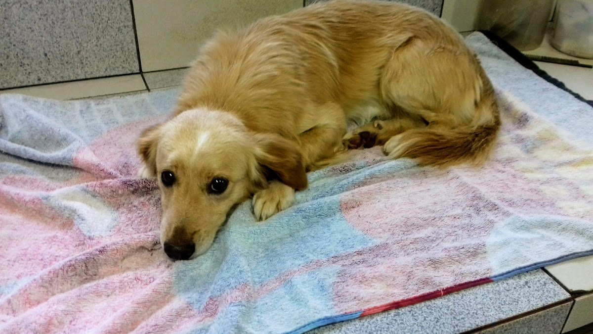 Veterinária Valtelli