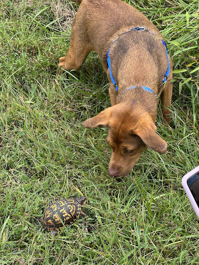 Animal Dermatology Clinic