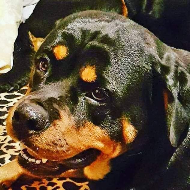 Veterinária Valparaiso