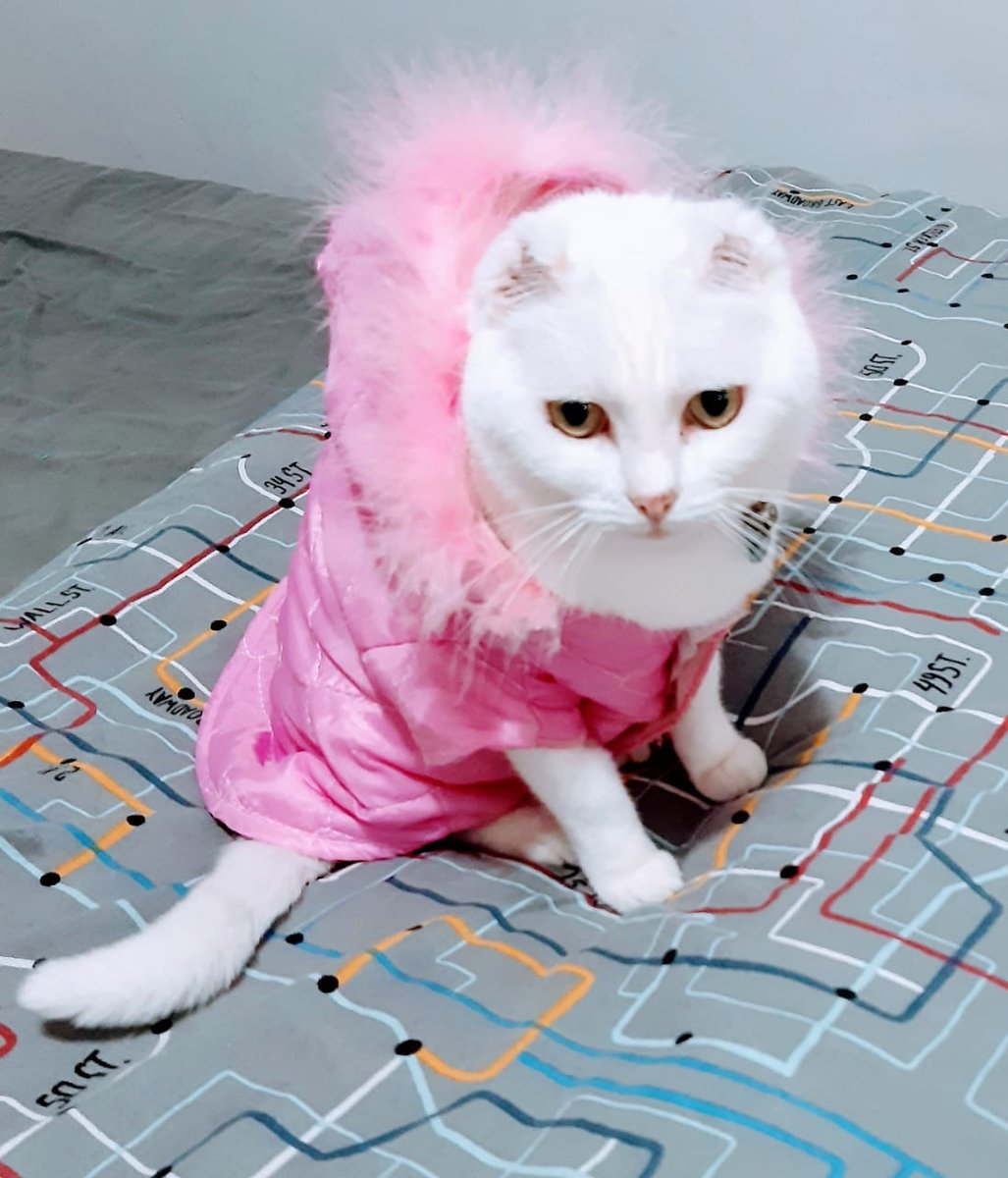 Clínica Veterinaria S o S Animal