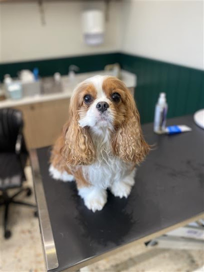 Wolfe Vets 24 hour Fulham Hospital