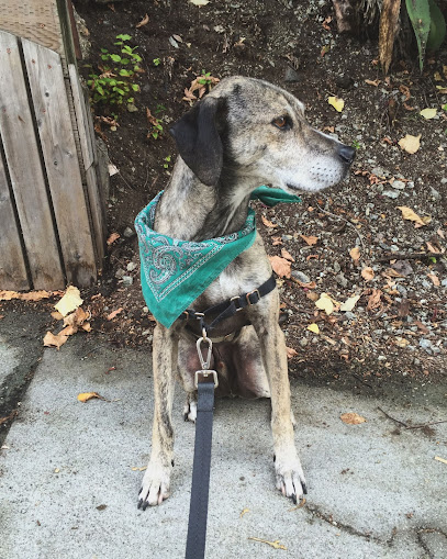 Paws Made For Walking