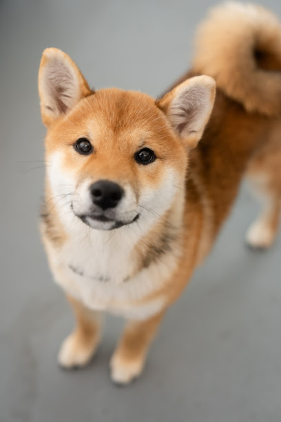 Lombard Doggy Daycare