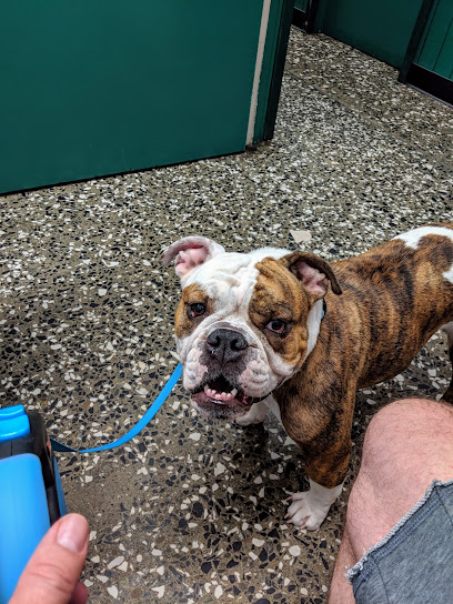 Avenues Pet Hospital