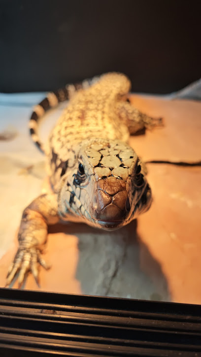 House of Guineas: San Francisco and Peninsula's Exotic Pet Professional