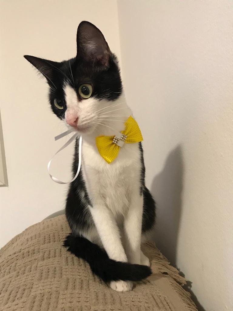 Focinhos & Cia Pet Shop