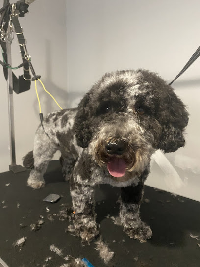 Silver Bark Grooming