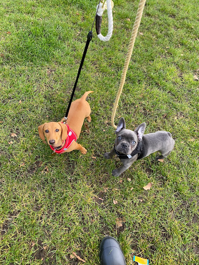Taylor's Tails London - Dog Walker & Doggy Daycare