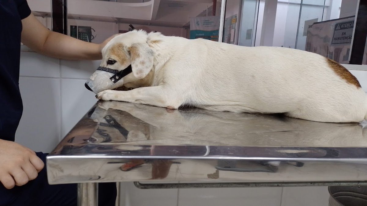 Hospital Veterinario