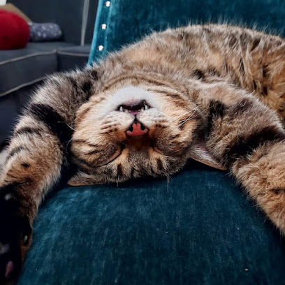 Cat Folx San Francisco