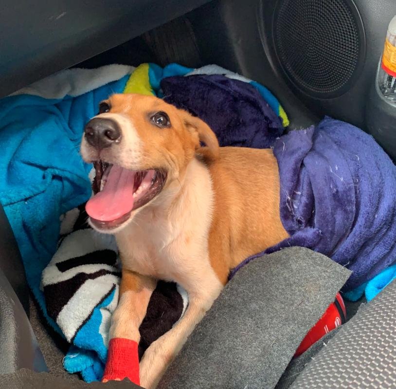 Pet a Teti Clínica Veterinária