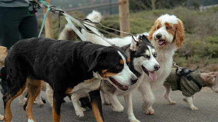 Pup Strut San Francisco Dog Walking