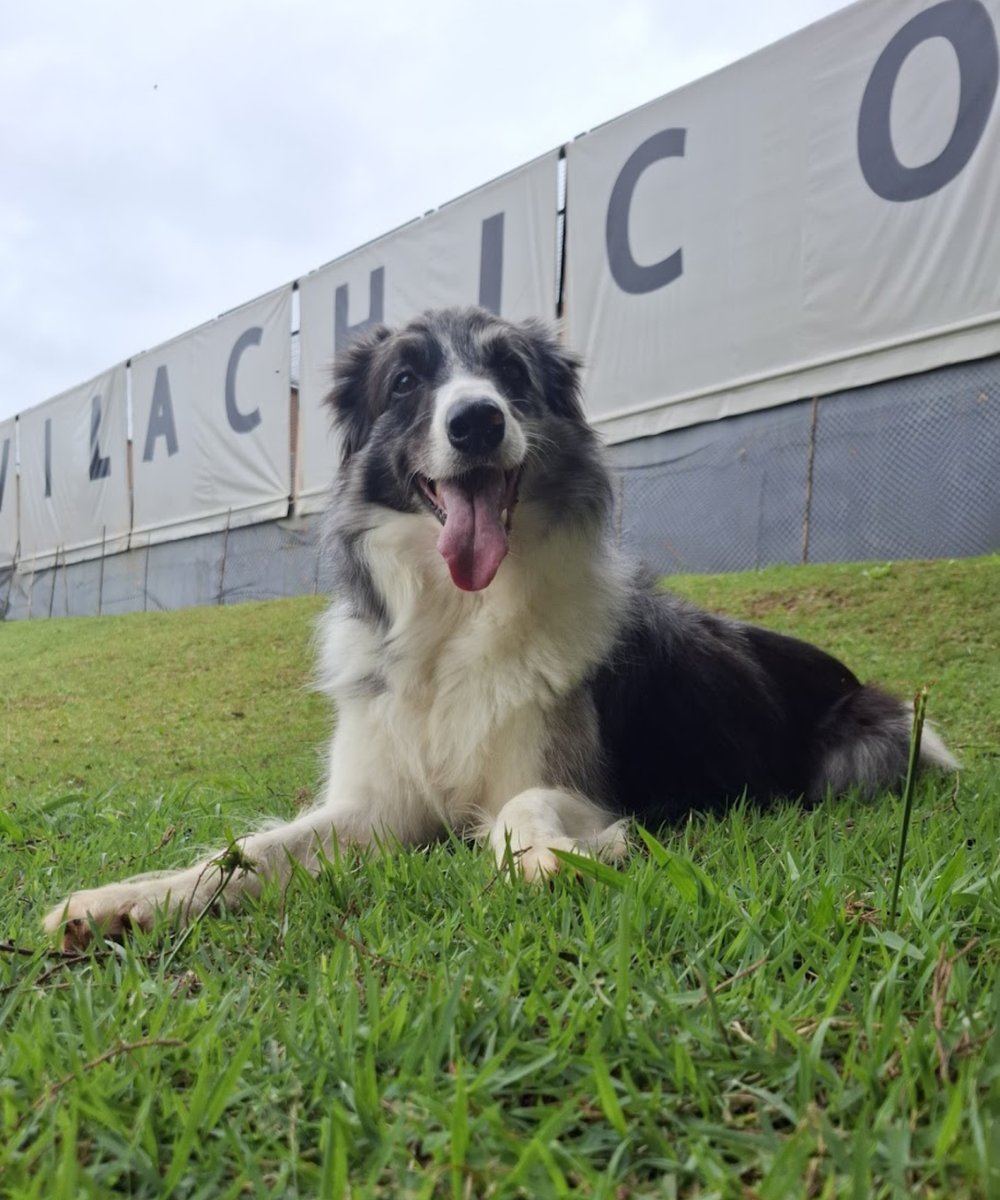 Vila Chico Pet Hotel