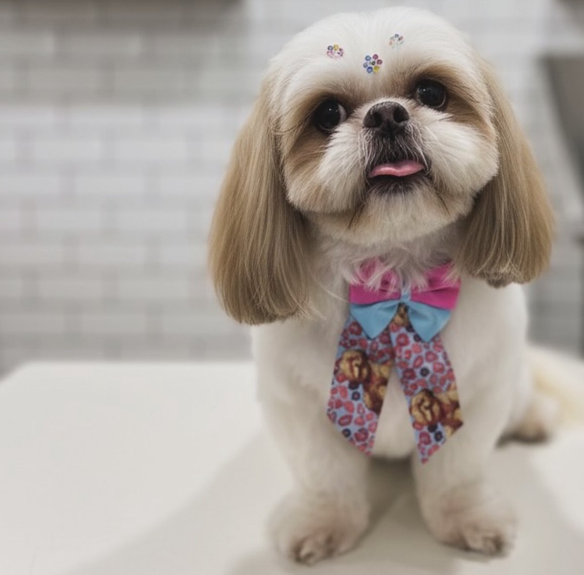 Agropecuária Quatro Patas