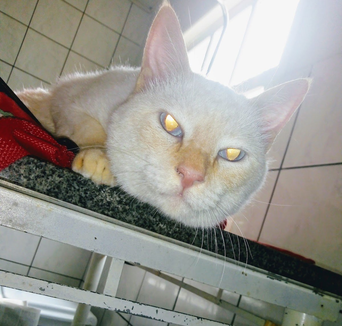 clinica veterinaria e pet shop sao francisco