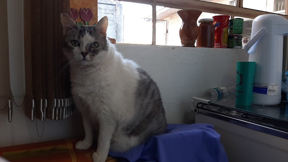 Recanto dos Bichos Clínica Veterinária e Pet Shop