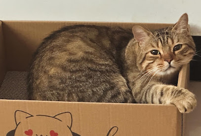 Urban Paws Home Boarding