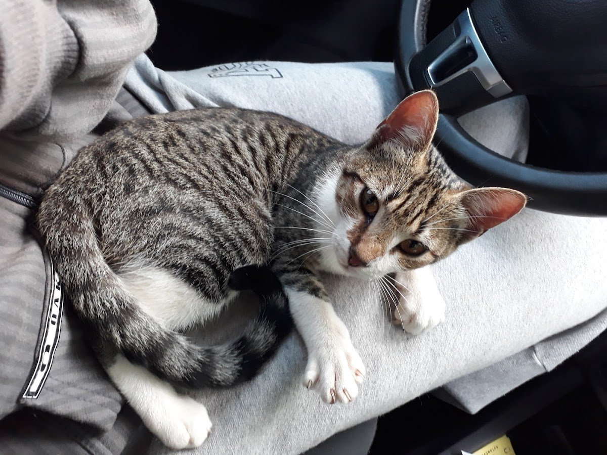 Mirene Centro Veterinário