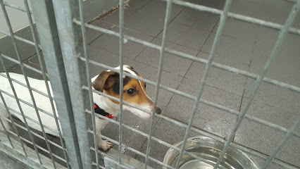 Hollytrees Boarding Kennels & Cattery