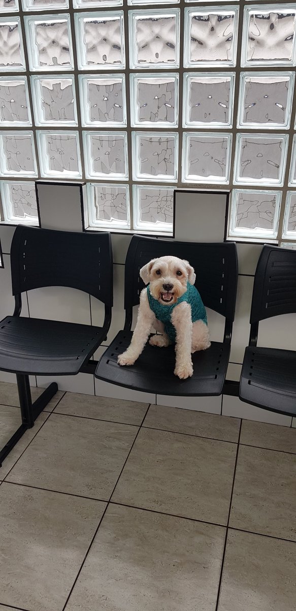 Fênix Clínica Veterinária